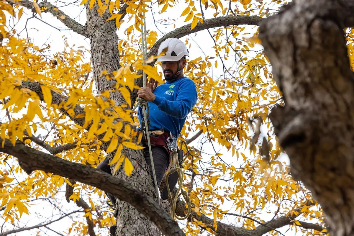 Skilled Tree Transplanting crew working in Greene